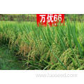 Hot Sale price of New Rice seed